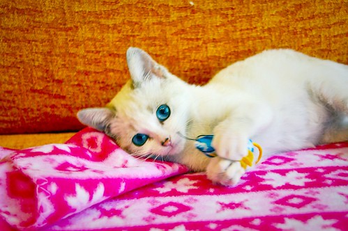 Jackie, gatita ojos azules cruce Burmilla tranquila y dulce, nacida en Septiembre´16, en adopción. Valencia. ADOPTADA. 30978437511_3822deb563