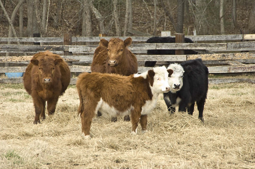 Cows on a small farm