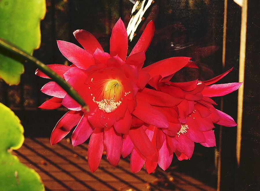 orchid cactus2