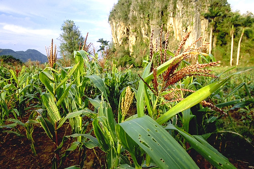 Field of corn growing on a farm in Cuba