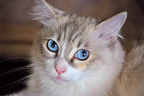 Niebla, gatita cruce Siamesa Pelo Semilargo ojos azules muy dulce, nacida en Marzo´13, necesita hogar. Valencia. ADOPTADA. 21482130911_ecf0f3b1e5