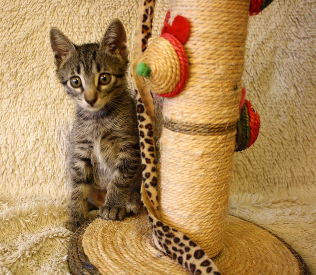 Nina, gatita pardita curiosona y resalada nacida en Septiembre´15, en adopción. Valencia. ADOPTADA. 22103244803_2d80a759cd_z