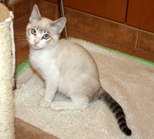 Menut, gatito cruce siamés ojazos azules independiente y activo esterilizado, nacido en Agosto´16, en adopción. Valencia. ADOPTADO. 30863773341_1307e34bf6