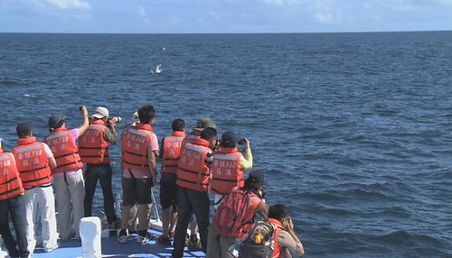 抹香鯨為何會擱淺？導演：簡毓群。圖片來源：我們的島。