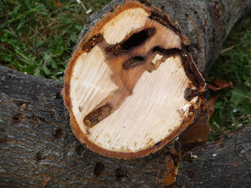 Cut end of a piece of wood showing tunneling damage from ALB.