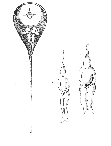 N. Hartsoecker 於1695年所繪的精子與其中的小人。圖片來源：wikimedia。public domain