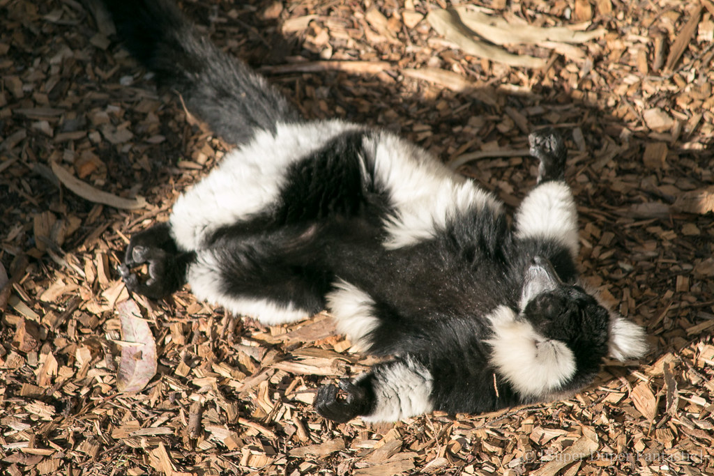 San Francisco Zoo - Lemur