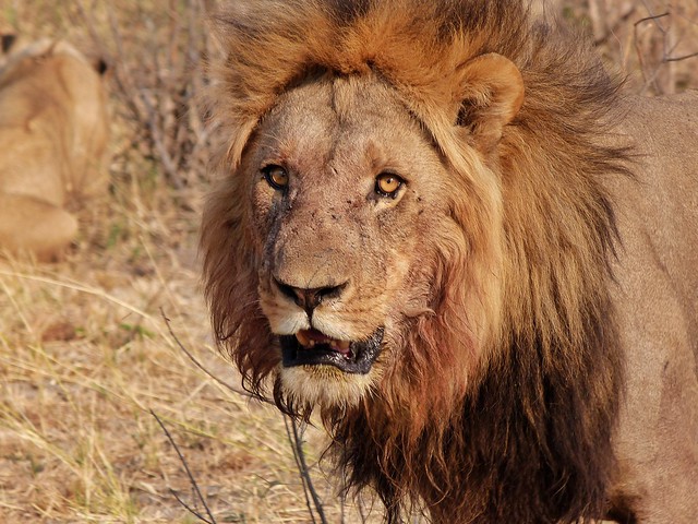 León macho en Chobe (Botswana)