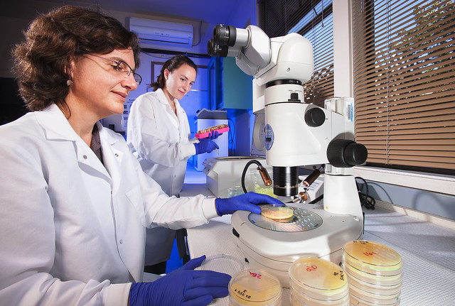 ARS scientists identifying bacterial pathogens in the lab