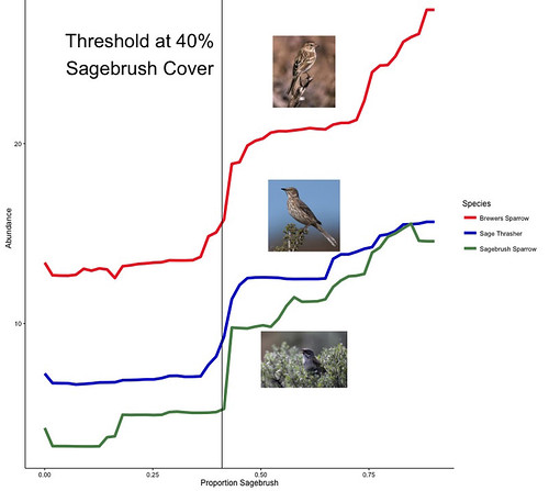 Abundance of each of the three studied songbirds doubles where sagebrush covers more than 40 percent of the landscape. Chart courtesy Jason Tack, University of Montana.