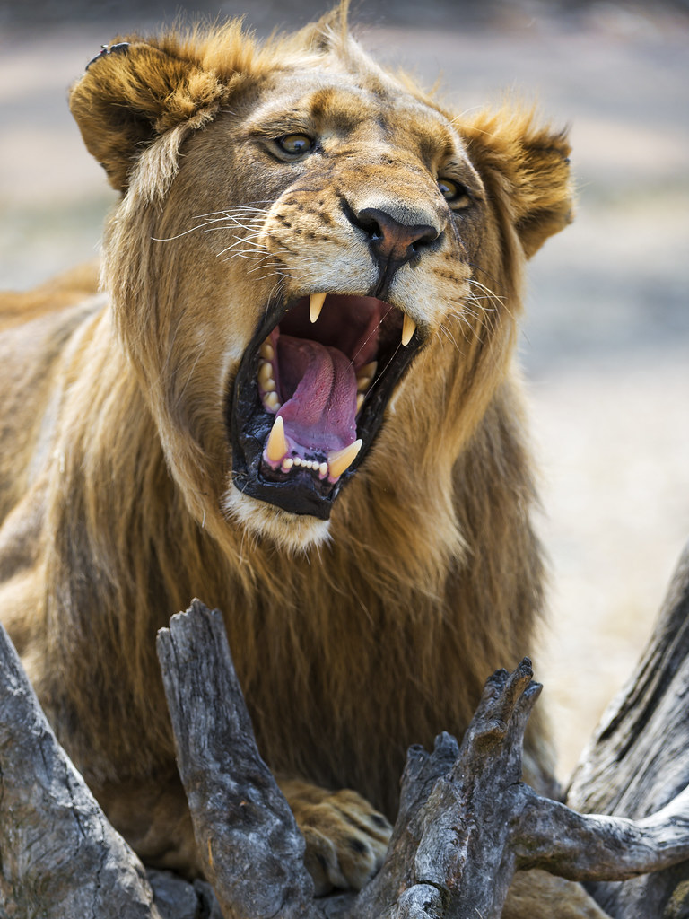 Lion With Open Mouth 114