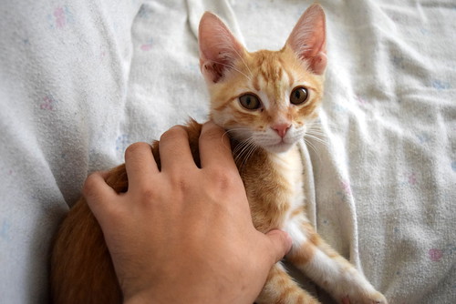Kuga, gatito naranja ojos miel nacido en Julio´15, en adopción. Valencia. ADOPTADO. 21473267060_e5032fd466