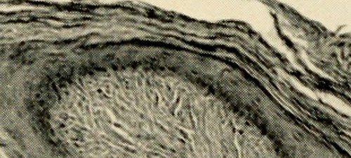ebook морфолого физиологические и экологические особенности березы повислой betula pendula roth