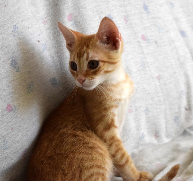 Kuga, gatito naranja ojos miel nacido en Julio´15, en adopción. Valencia. ADOPTADO. 21473357618_ec4b1159c0_z