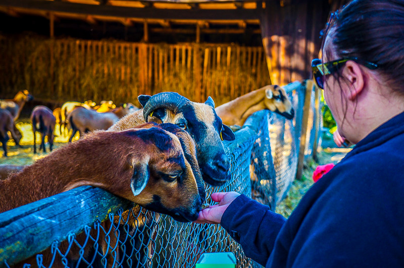 Bec feeding some very hungry goats over the fence at the wildlife park