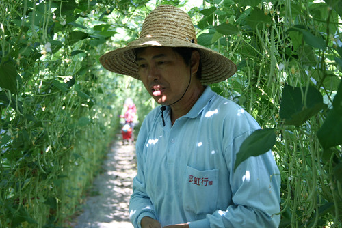 2007年11月初，劉班長站在敏豆園裡的綠色隧道內，正說著白頭翁愛啄食敏豆給他帶來的困擾。攝影：李慧宜 