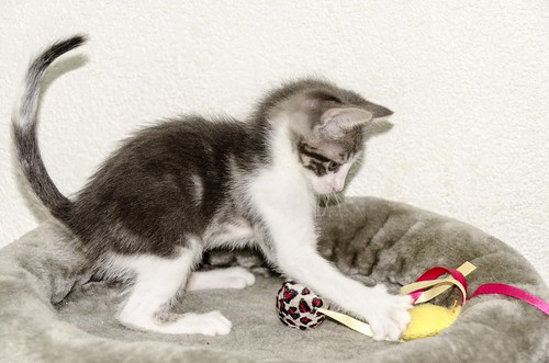Percy, gatito blanco y gris perla muy juguetón, nacido en Septiembre´16, en adopción. Valencia. ADOPTADO. 30662246401_c72244840f
