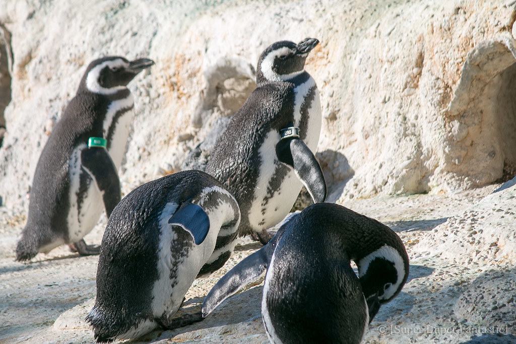 San Francisco Zoo - Magellanic Penguins