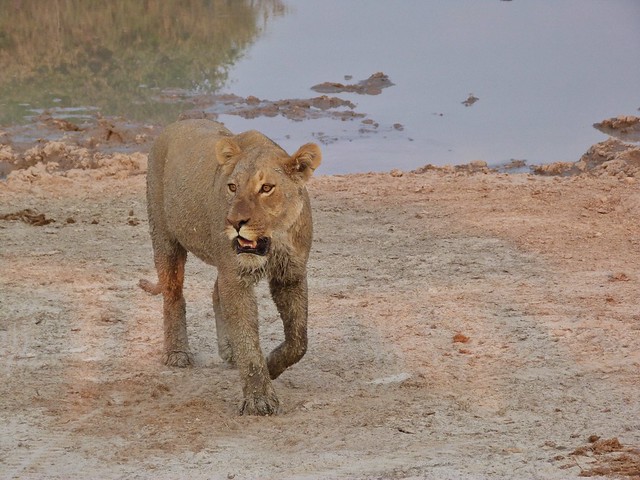 Leona en Savuti (Safari en Botswana)