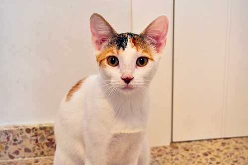 Amber, gatita blanca y ámbar preciosa y dulzona esterilizada, nacida en Marzo´15 en adopción. Valencia. ADOPTADA. 20303280373_c3325dce7d