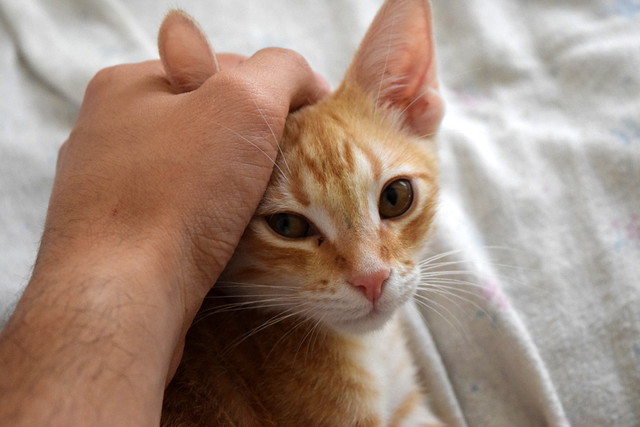 Kuga, gatito naranja ojos miel nacido en Julio´15, en adopción. Valencia. ADOPTADO. 21635132086_79da678162_z