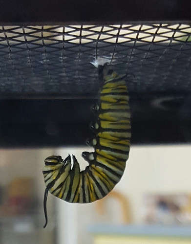 An instar hanging in the “J” stage before the chrysalis stage