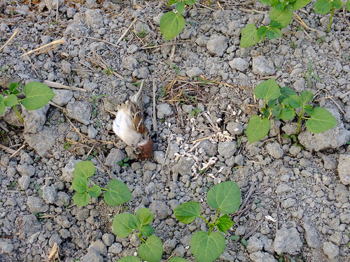 田裡刻意撒的毒餌，和中毒死亡的麻雀。圖片提供：屏科大野保所鳥類研究室