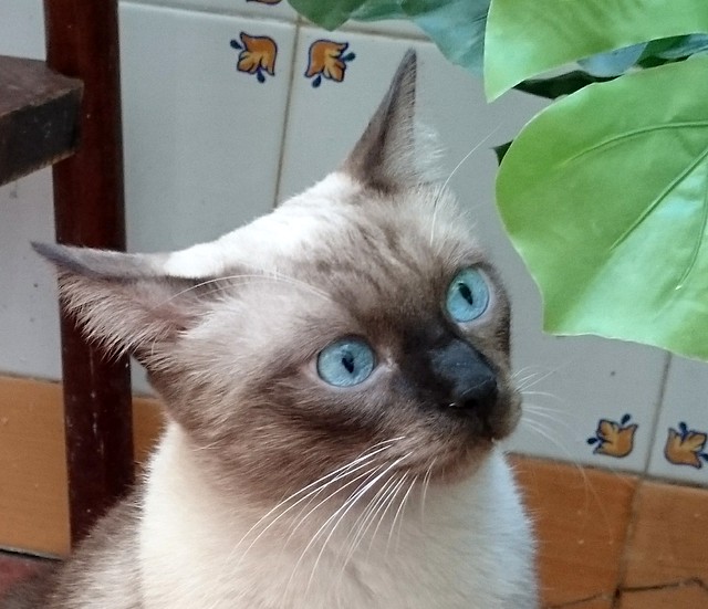 Sting, gato siamés de ojazos azules excelente compañero, nacido en Agosto´13, en adopción. Valencia. ADOPTADO. 21828056478_d4aeeb8f10_z