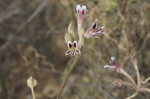 Pelargonium pilosellifolium