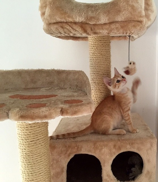 Kuga, gatito naranja ojos miel nacido en Julio´15, en adopción. Valencia. ADOPTADO. 21059094172_01f4f0d7b5_z