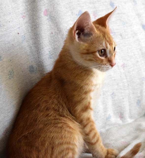 Kuga, gatito naranja ojos miel nacido en Julio´15, en adopción. Valencia. ADOPTADO. 21474368719_8394233ea6_z