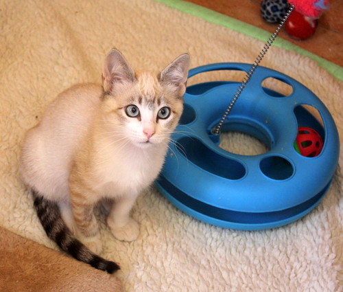 Menut, gatito cruce siamés ojazos azules independiente y activo esterilizado, nacido en Agosto´16, en adopción. Valencia. ADOPTADO. 30676014070_9b0085c65a