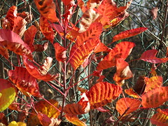 foglie rosse