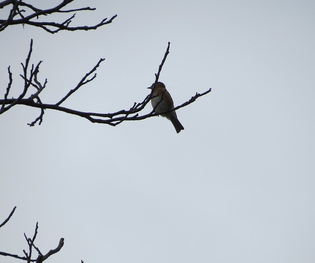 Eastern Bluebird silhouette on an overcast day at Mason Neck State Park, Virginia 