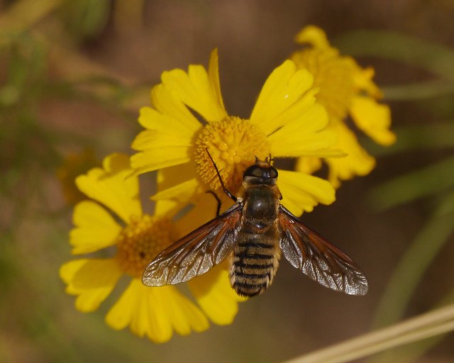 Bee Fly on Bitterweed (Helenium amarum)