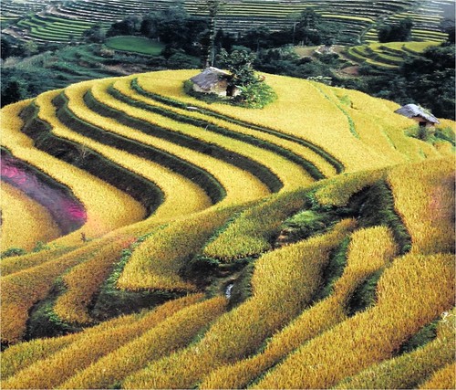 哈尼族的梯田農業。圖片提供：王清華。
