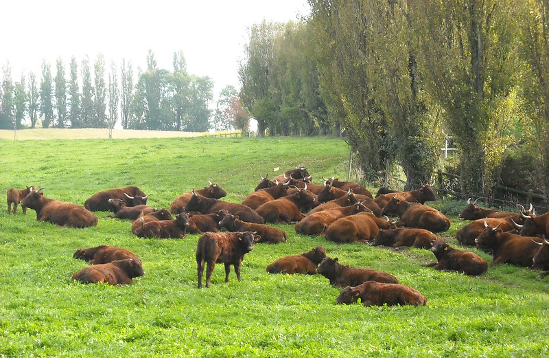 horned cattle lying down