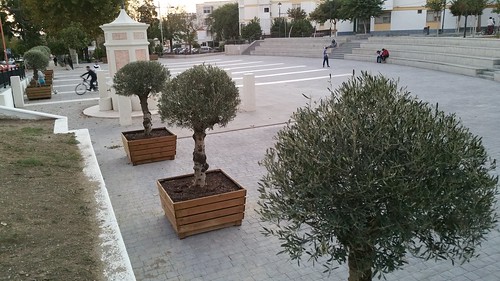 Lugar donde se han ubicado los nuevo olivos. Foto: AION.