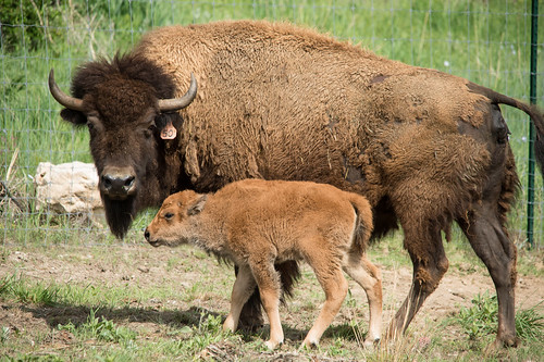 A surrogate mother bison standing guard over her new baby