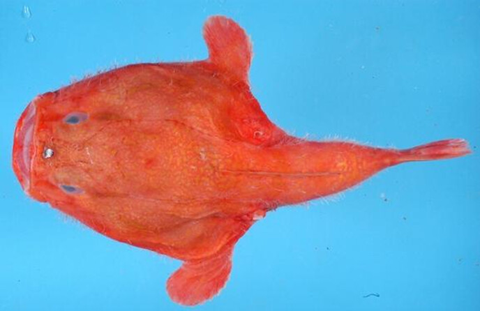 單棘躄魚並不常見，它們顏色通常都相當鮮豔，一般生活在數百公尺的深海。圖片作者：何宣慶。