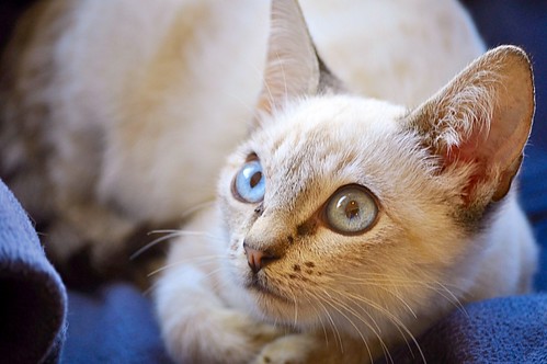 Bastian, gatito Siamés Tabby precioso y dulce, nacido en Septiembre´15, en adopción. Valencia. ADOPTADO. 22598014347_797623c4d3