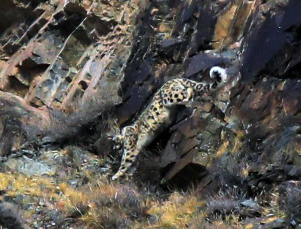 Snow Leopard survival II: to the brink of extinction by climate change, forests are back