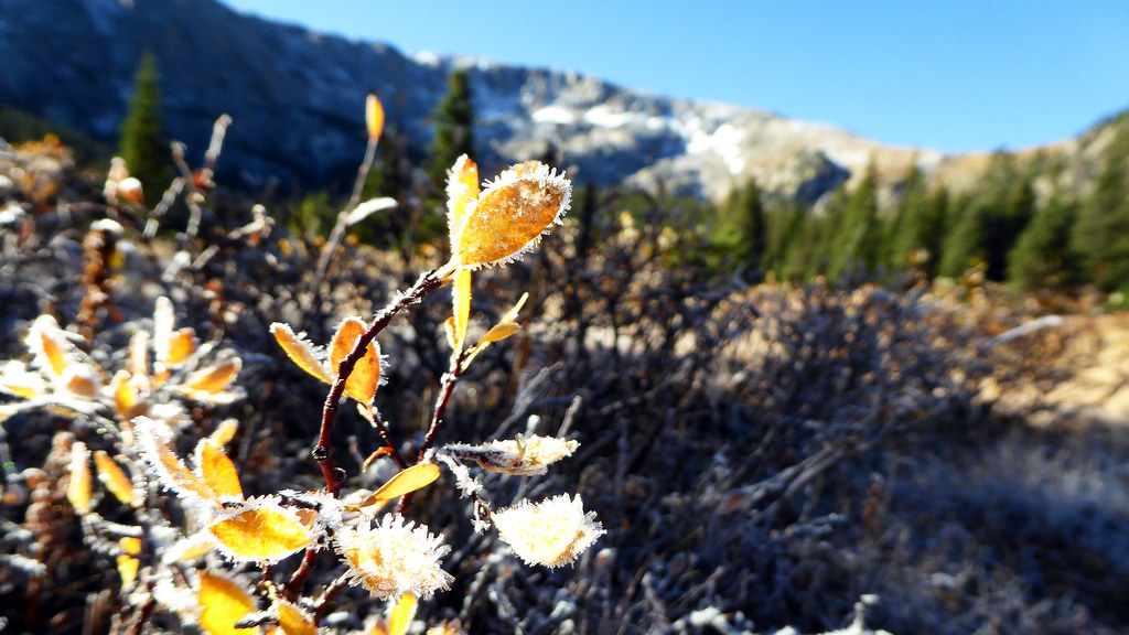 Morning frost at treeline near Turquoise Lake. 