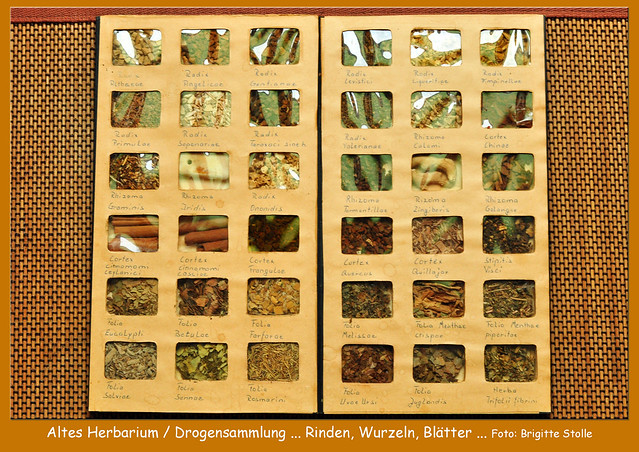 Botanik ... Herbarium / Drogensammlung ... Wurzeln, Rinden, Blättern - Radix, Rhizoma, Cortex, Folia ... Fotos und Collagen: Brigitte Stolle
