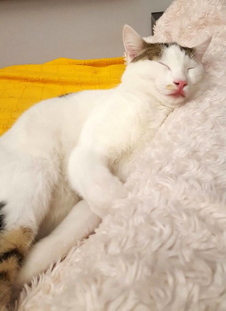 Nilo, gatito blanco con toques pardos súper bueno esterilizado, nacido en Marzo´16 en adopción. Valencia. ADOPTADO. 30739147000_dc223179a4_z