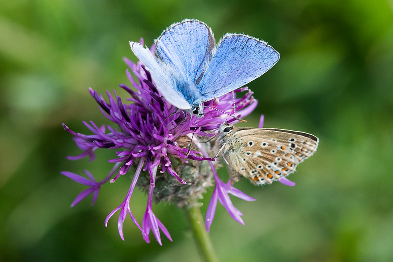 Male and female Adonis Blue on Greater Knapweed