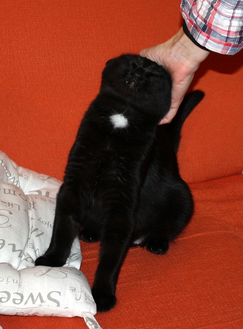 Machín, gatito negro de ojazos verde aguamarina súper dulce y bueno esterilizado, nacido en Mayo´16, en adopción. Valencia. ADOPTADO. 30742787585_99f71ca7a2_z