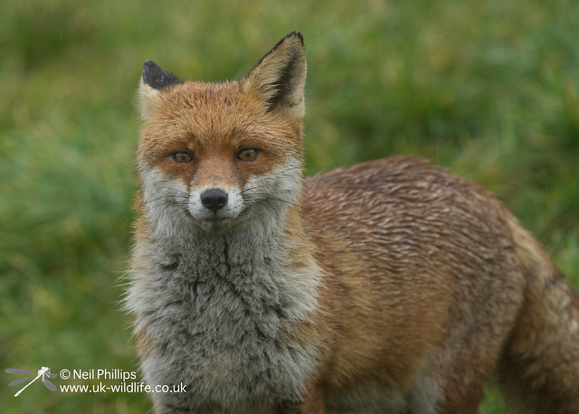 Wet fox