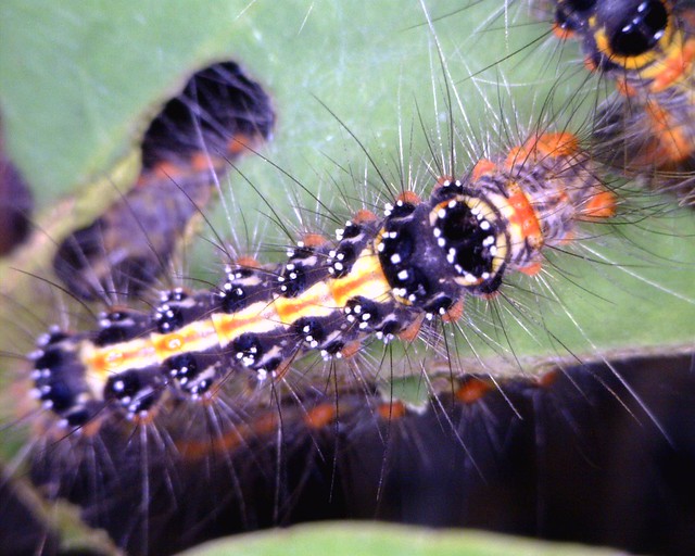 黃毒蛾身上黑色區塊即刺毛聚集之處。攝影：林育綺。