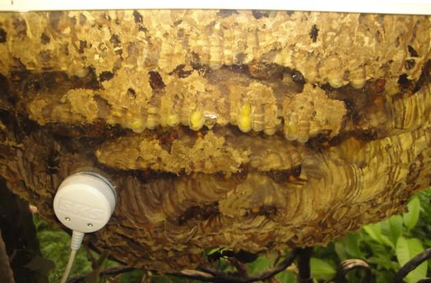 近距離仔細觀察傑出的動物工程師黃腰虎頭蜂築窩的過程，攝影：陸聲山。